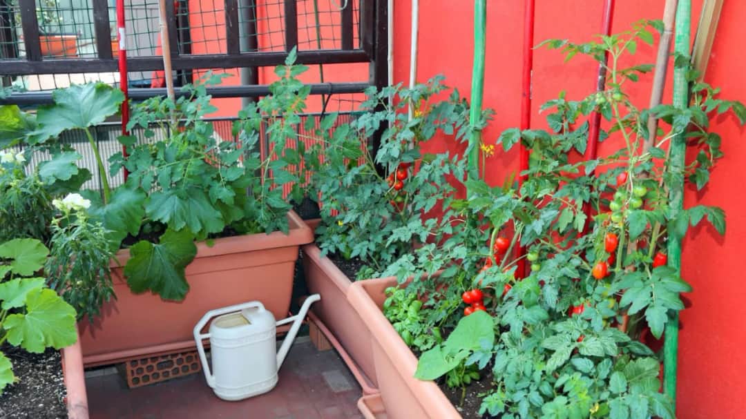 Uprawa warzyw na balkonie - poradnik dla początkujących