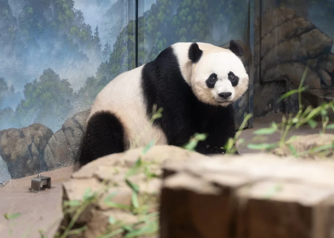 Czy panda jest zagrożona wyginięciem? Aktualny status i przyszłość gatunku