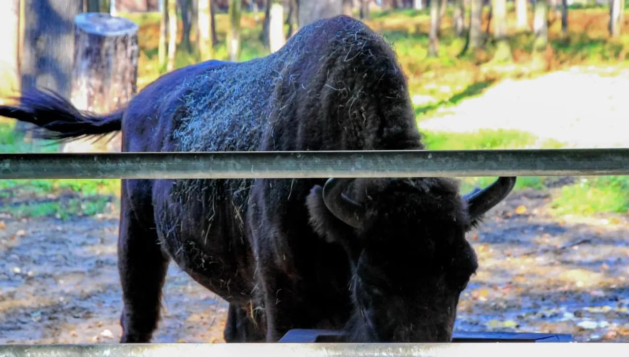 Kto ocalił żubry przed wyginięciem? Historia ratowania polskich żubrów