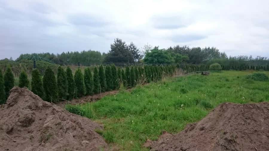 Gdzie wyrzucić tuje? Uniknij kar i dowiedz się, jak zrobić to prawidłowo