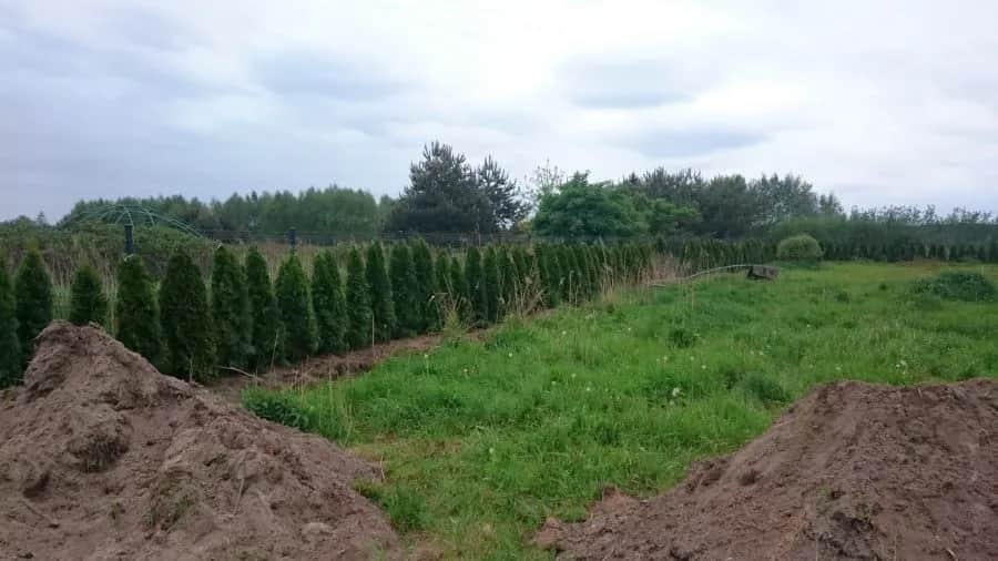 Gdzie wyrzucić tuje? Uniknij kar i dowiedz się, jak zrobić to prawidłowo