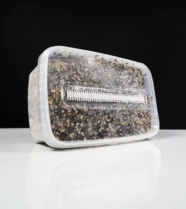 Historia i geografia rodzaju Psilocybe – gdzie rosną te grzyby i kto je odkrył?