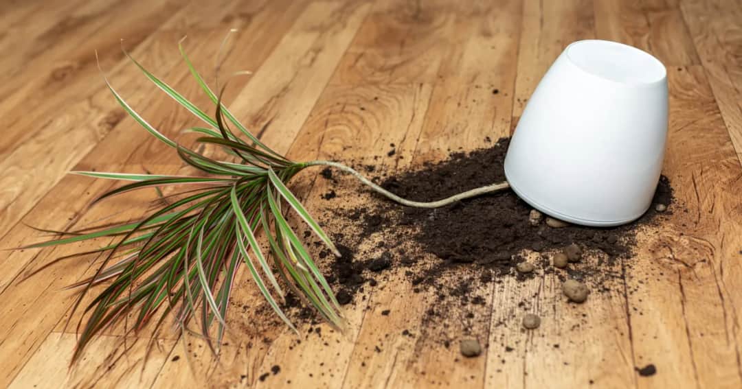 Gdzie wyrzucić ziemię z doniczki, aby zadbać o ekologię i porządek?