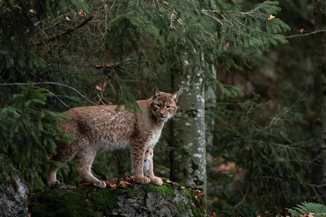 Jak skutecznie chronić gatunki zagrożone wyginięciem – praktyczne porady i działania
